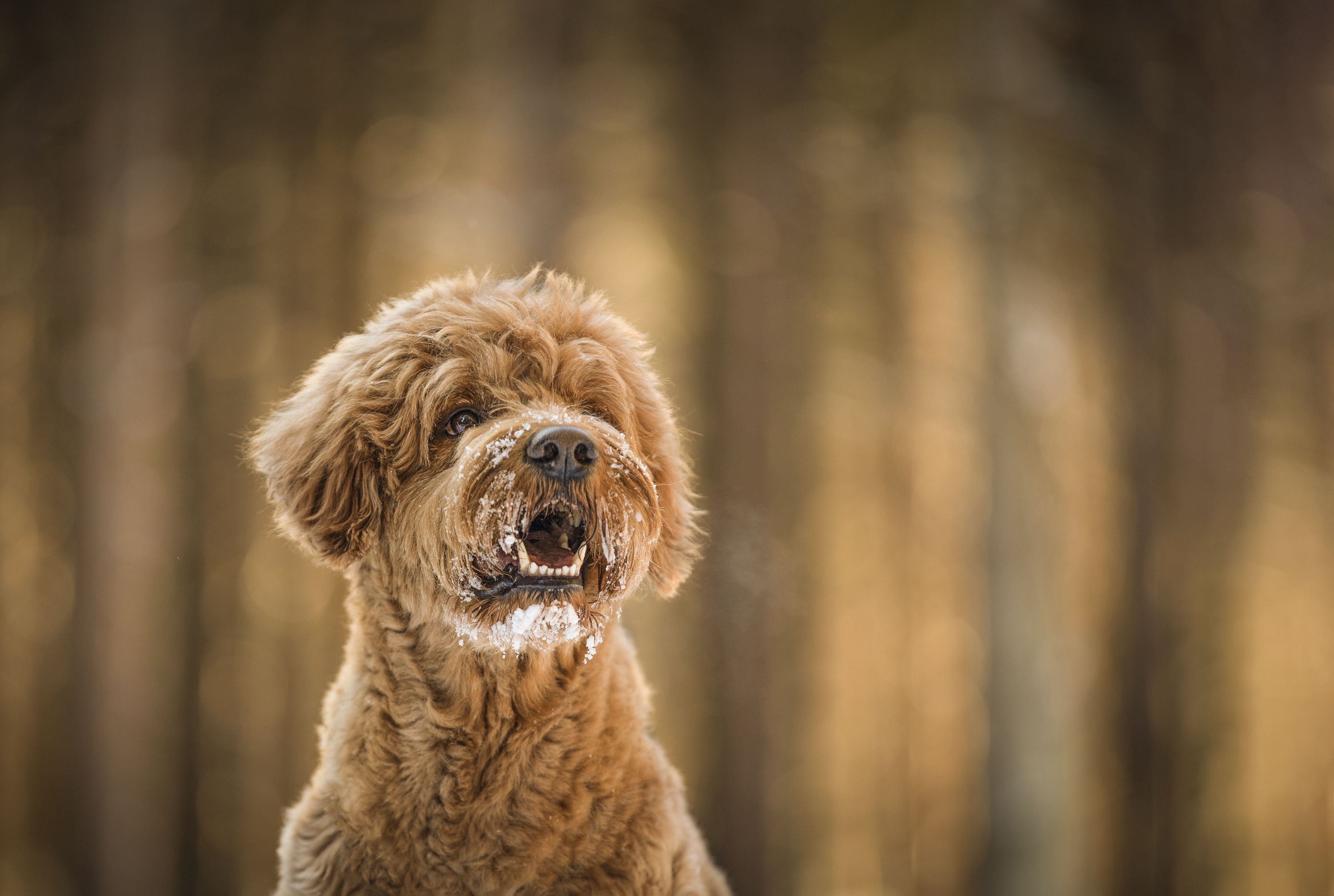 Teddy Wintershooting